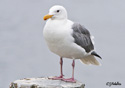 Larus glaucescens